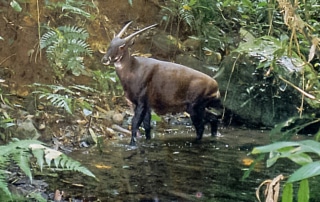 A camera trap image of a saola standing in a pond in the middle of a forest. It is the size of a large dog and resembles a dark brown antelope, with a sloping back, black legs, long straight horns which grow backwards from the top of its head and white facial markings.