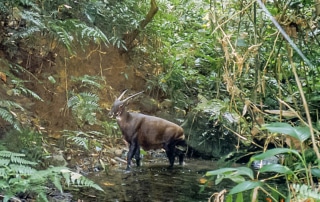 A camera trap image of a saola standing in a pond in the middle of a forest. It is the size of a large dog and resembles a dark brown antelope, with a sloping back, black legs, long straight horns which grow backwards from the top of its head and white facial markings.