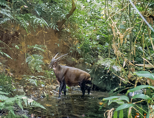 In search of secret wildlife Part II: The saola