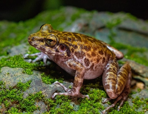 Not forgotten any longer: the Gigantes forest frog
