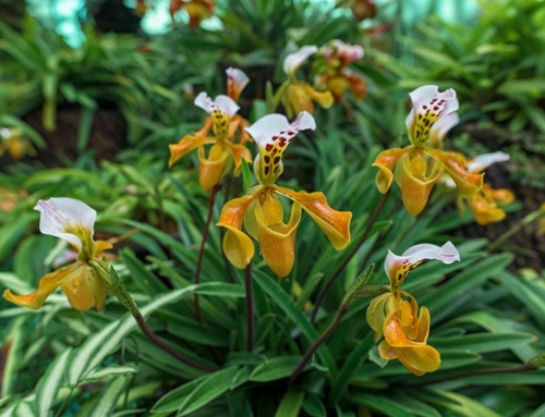 The glass slipper of the greenhouse: what is the cost of the orchid trade?