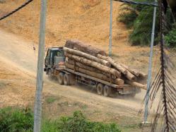 Greasing palms: tales of corruption in the forestry sector