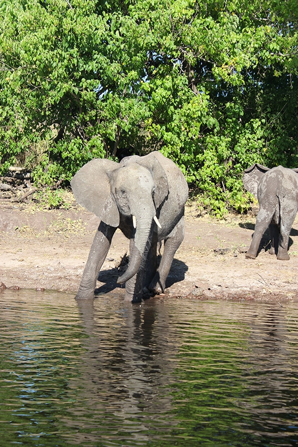 Stopping illegal wildlife trade