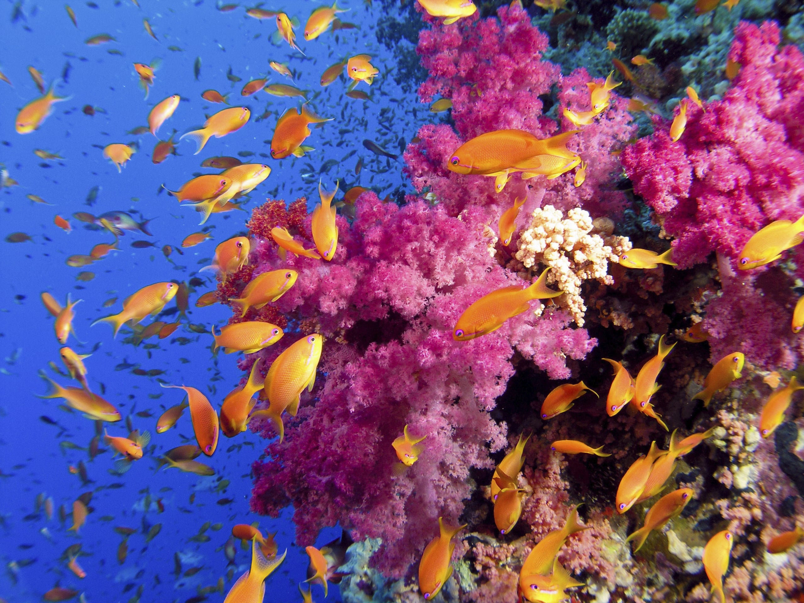 Saving Coral Reefs Depends More on Protecting Fish Than Safeguarding Locations