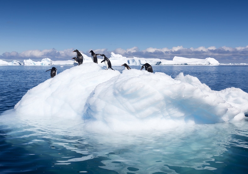 a group of penguins on a melting iceberg