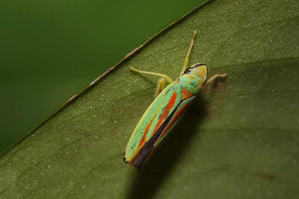 a rhodedendron leafhopper on a leaf