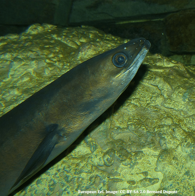 Freshwater eels – on the agenda for protection and research