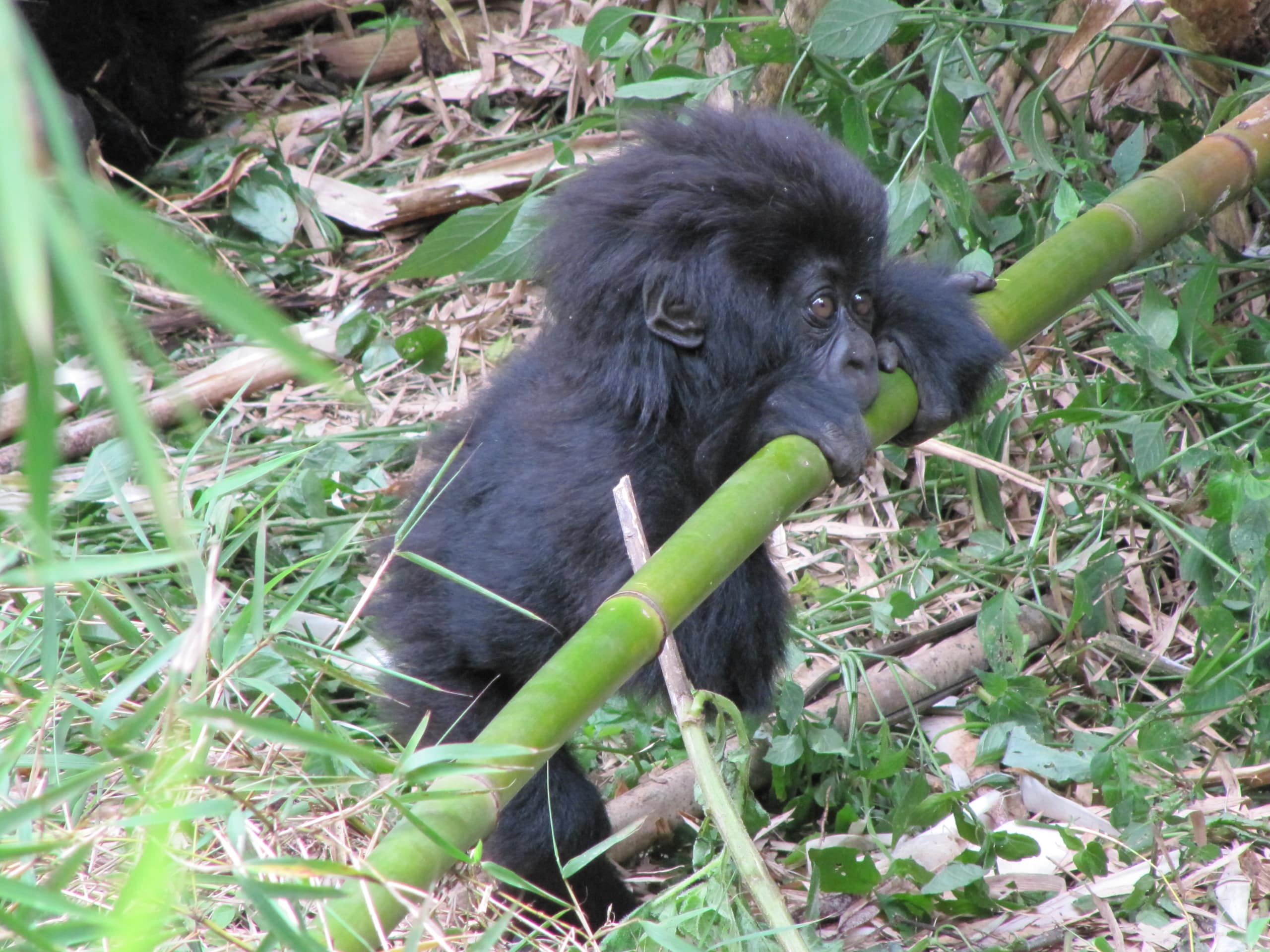 Protect the Mountain Gorilla…Save Uganda’s Kafuga Forest!