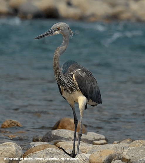 Taking steps to protect the Critically Endangered White-bellied Heron