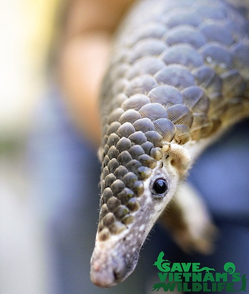 Tackling the illegal wildlife trade in Vietnam