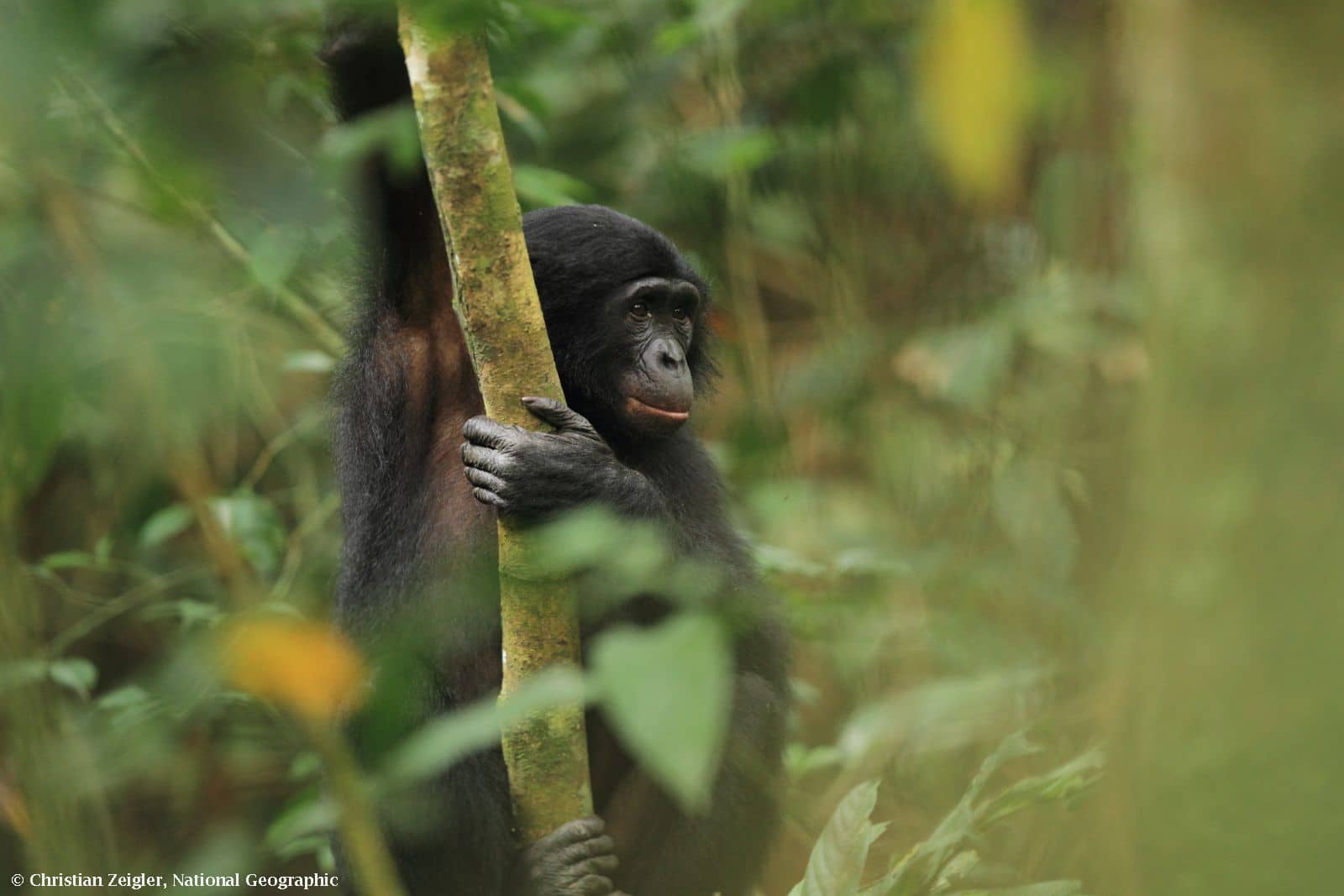 Endangered species - A Bonobo in tree, image by Christian Ziegler, National Geographic