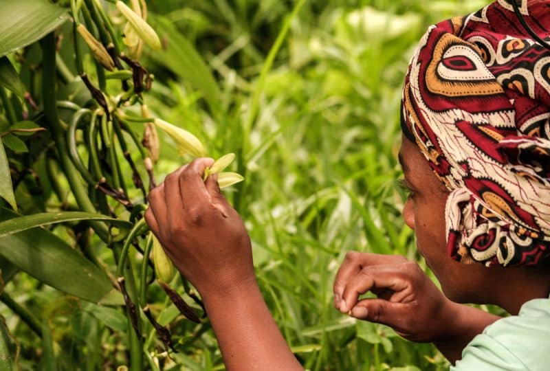 A malagasy woman pollinate manually a vanilla flower