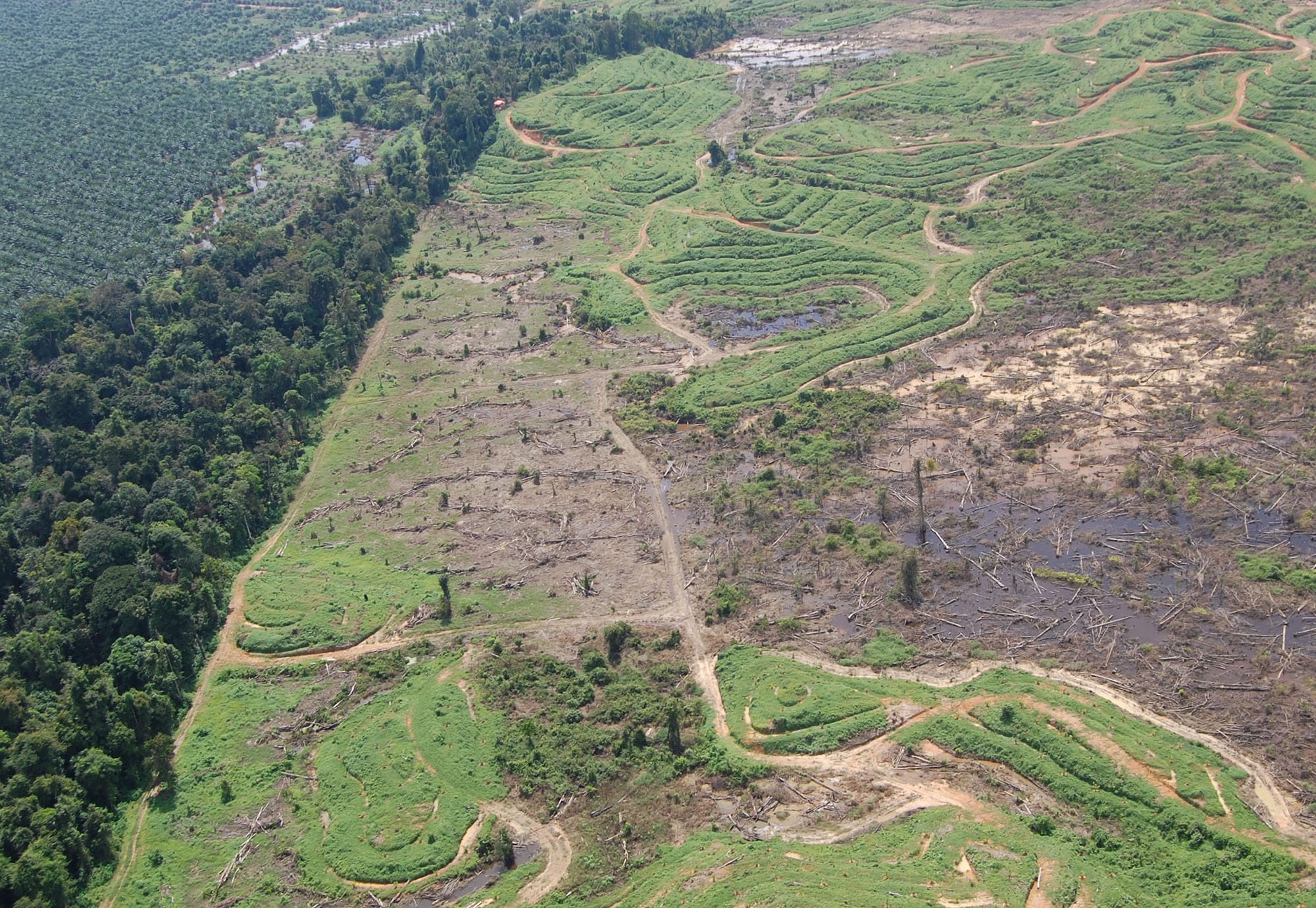 birds-eye view of deforestation