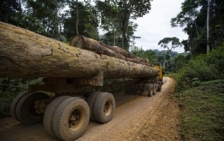 A trailer carrying oak trunks on a nature trail.