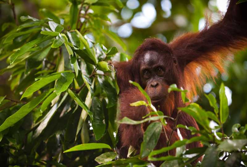 Orangutan in the Boreno rainforest