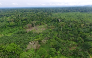 Aerial view of a forest.
