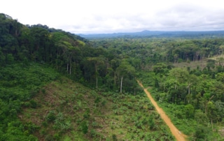 Aerial view of a forest.