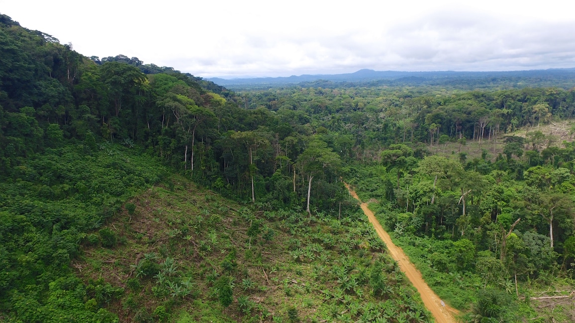 Aerial view of a forest.