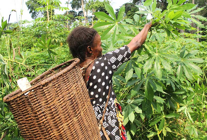 a woman collecting kassa leaves with wicker basket on her back