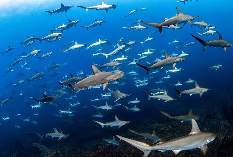 school of hammerhead sharks swimming
