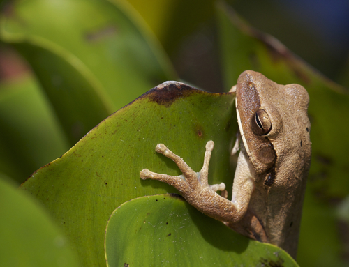 Working with Chicago Zoological Society to fund amphibian conservation