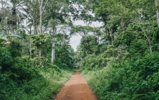 A walking path surrounded by trees and grass creates a peaceful natural setting.