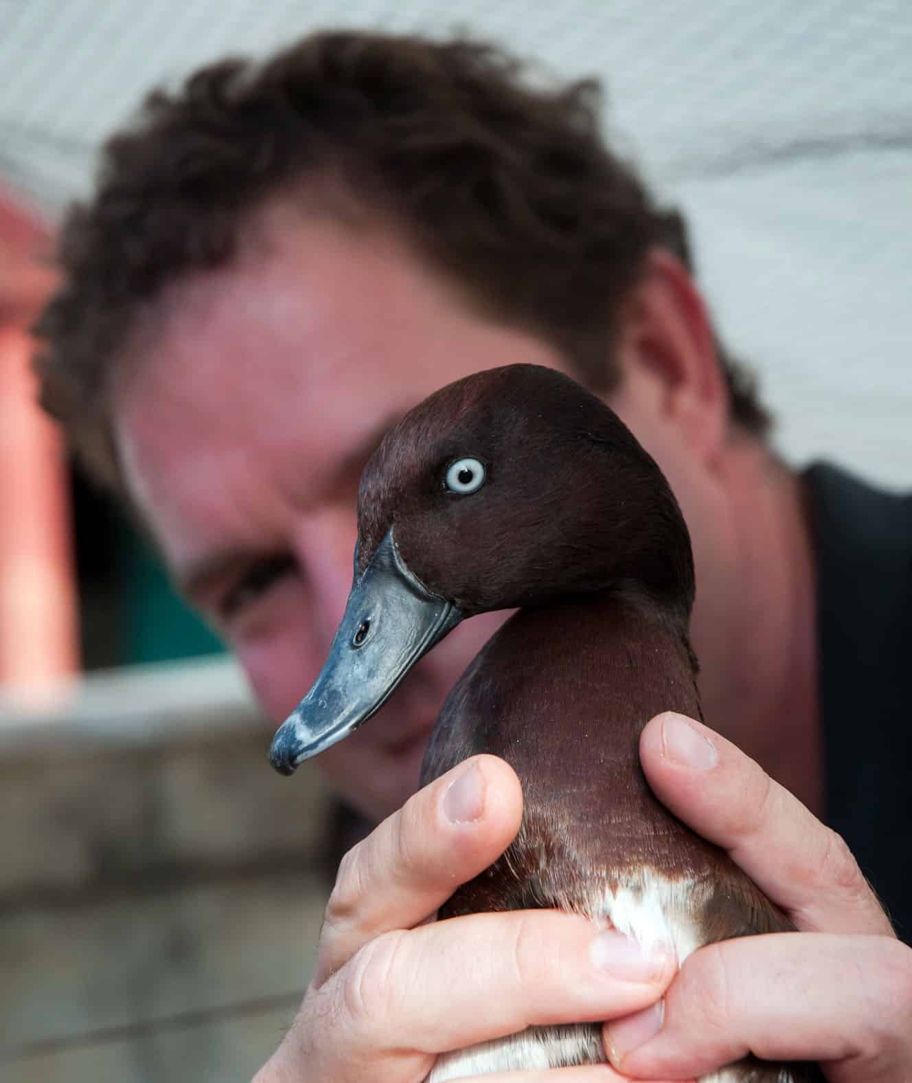 Playing the long game to save the Madagascar pochard