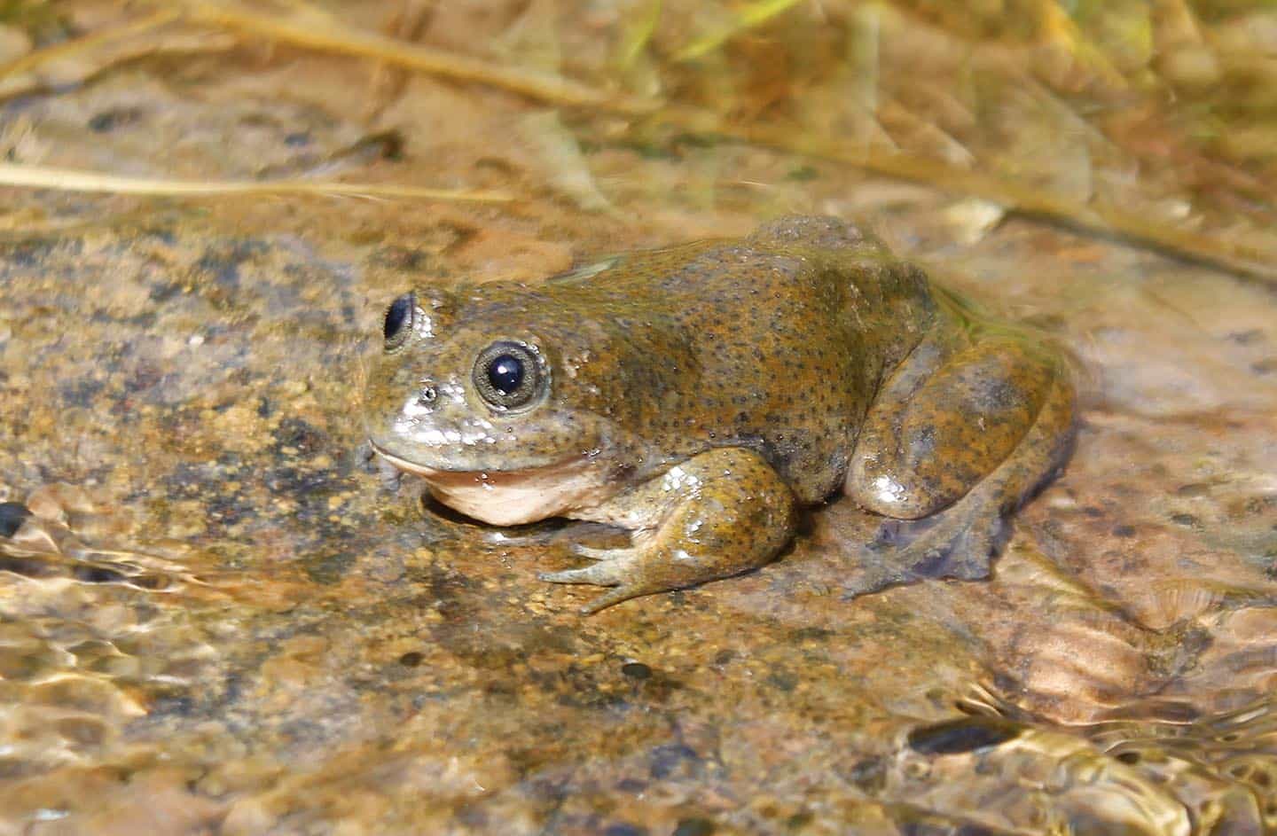 How to put a forgotten frog back on the map