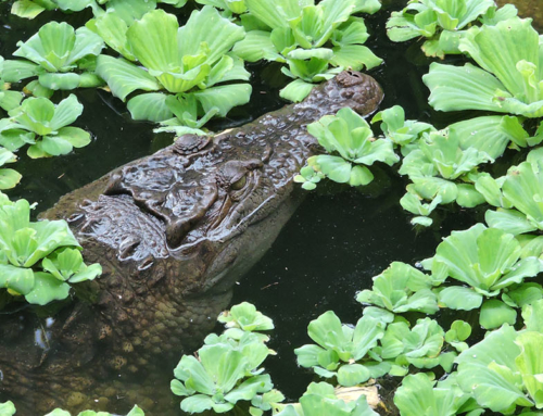 A crocodile success story (in pictures)