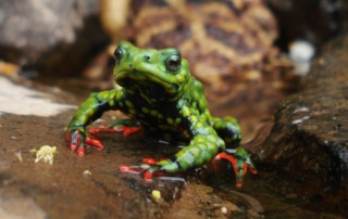 Admirable Red-bellied Toad