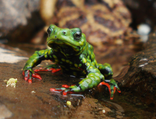 In search of secret wildlife Part III: The power of knowledge