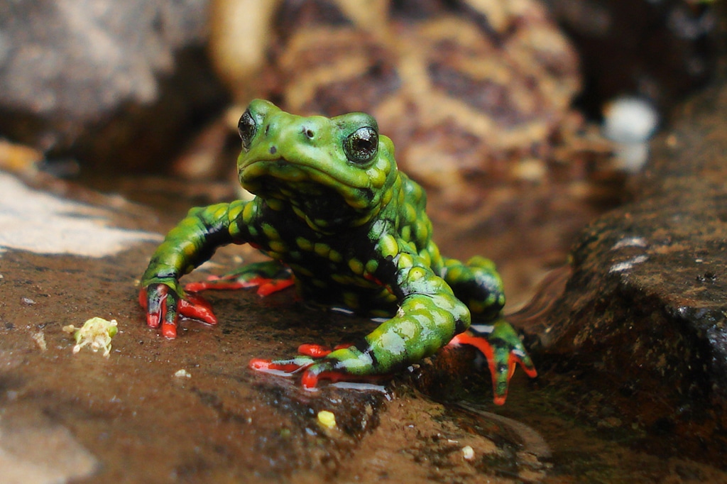 Admirable Red-bellied Toad