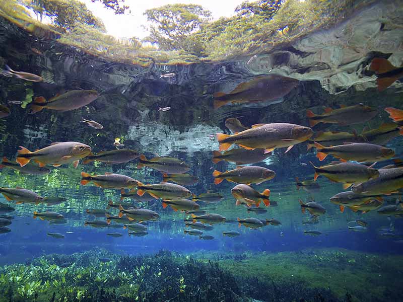 Several fish with red tails swimming together in water.