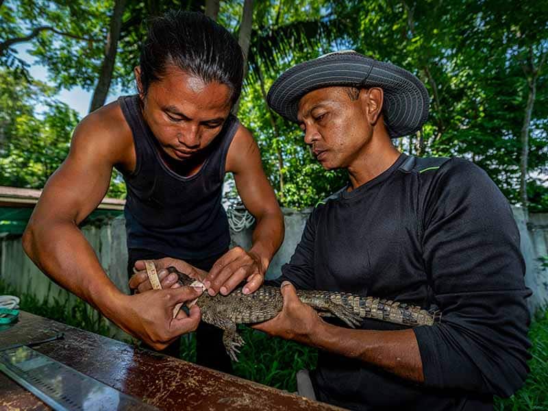 Two men carefully handling a small reptile.