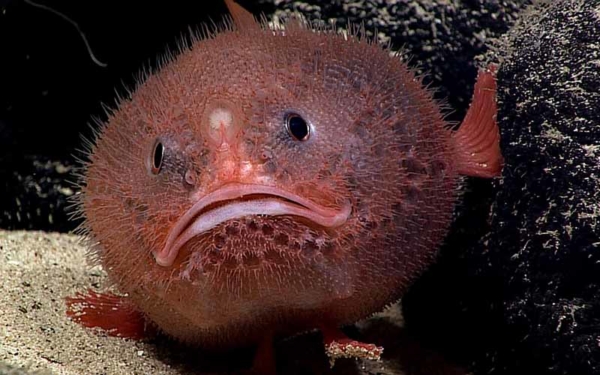 Sea toad. NOAA Office of Ocean Exploration