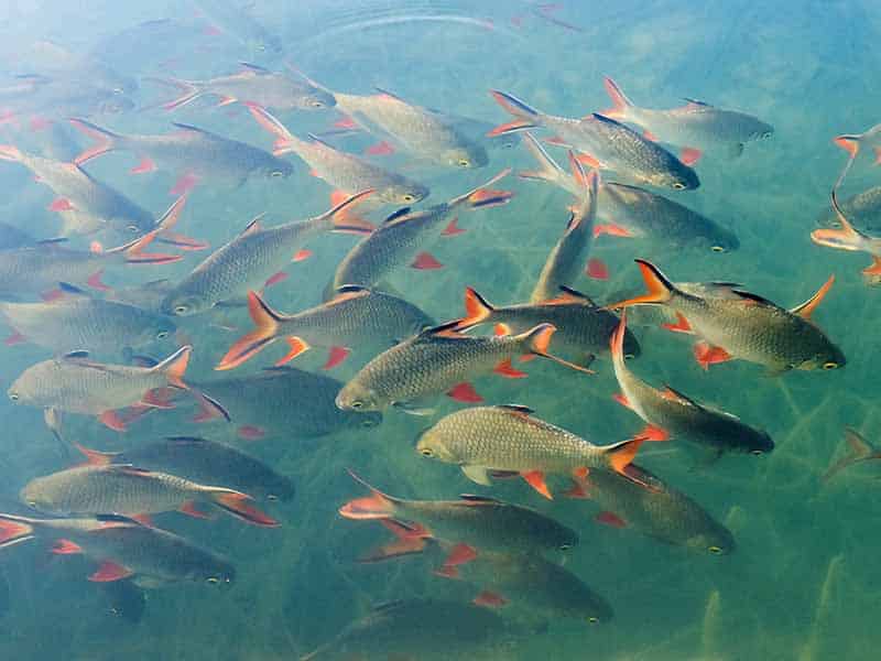 a group of tinfoil barb fish in water