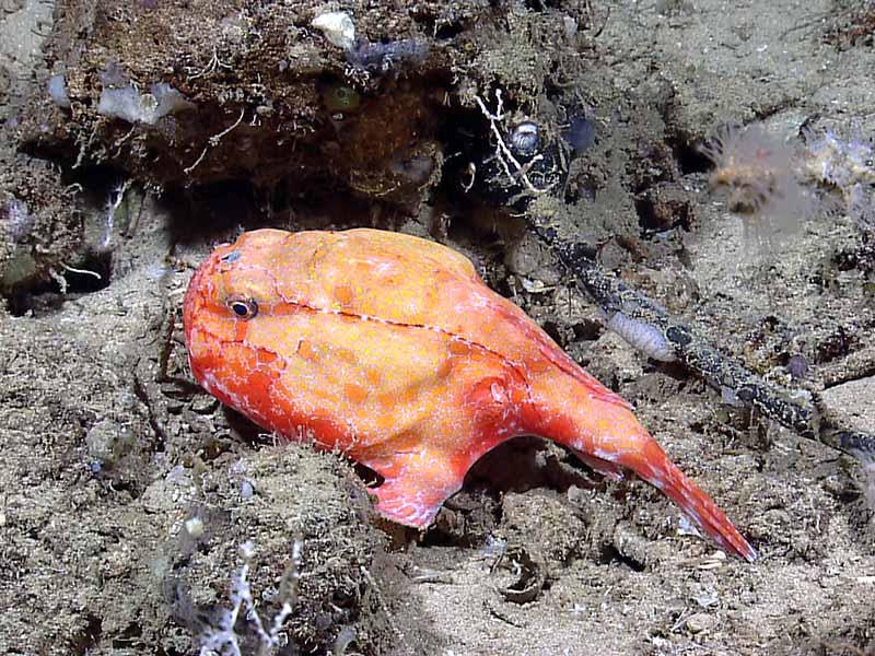 Redeye gaper: NOAA Office of Ocean Exploration and Research