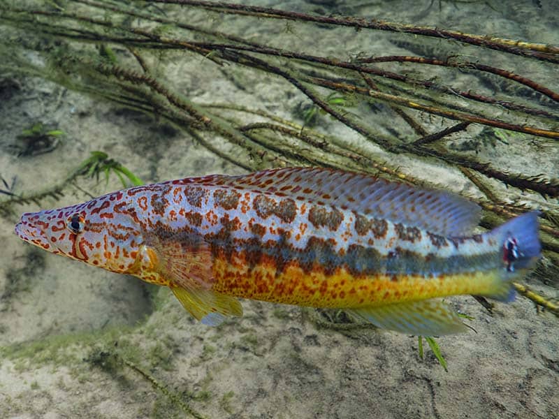 A long, colourful fish with a blue top and yellow belly, covered in rust-orange splotches