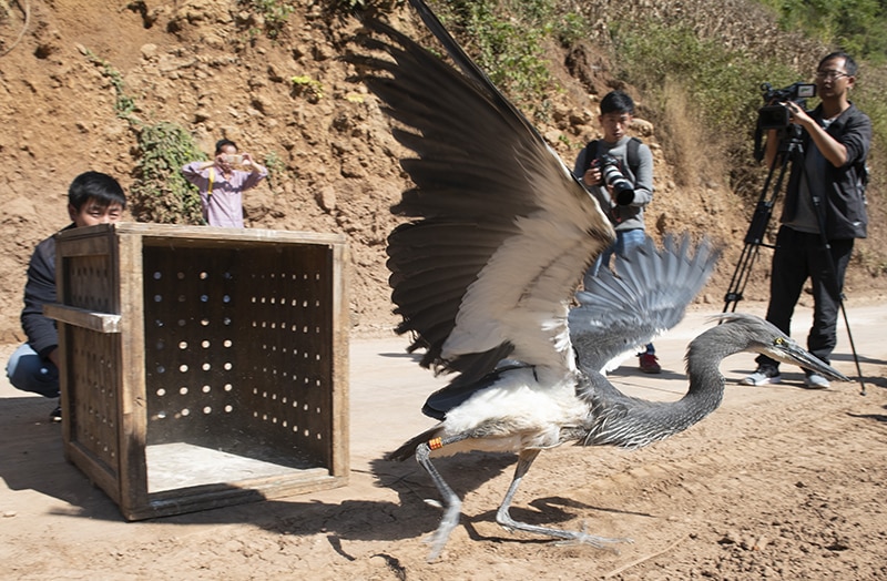 Every heron counts: an international effort to save one bird