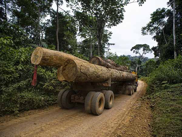 large tree trunks on a truck