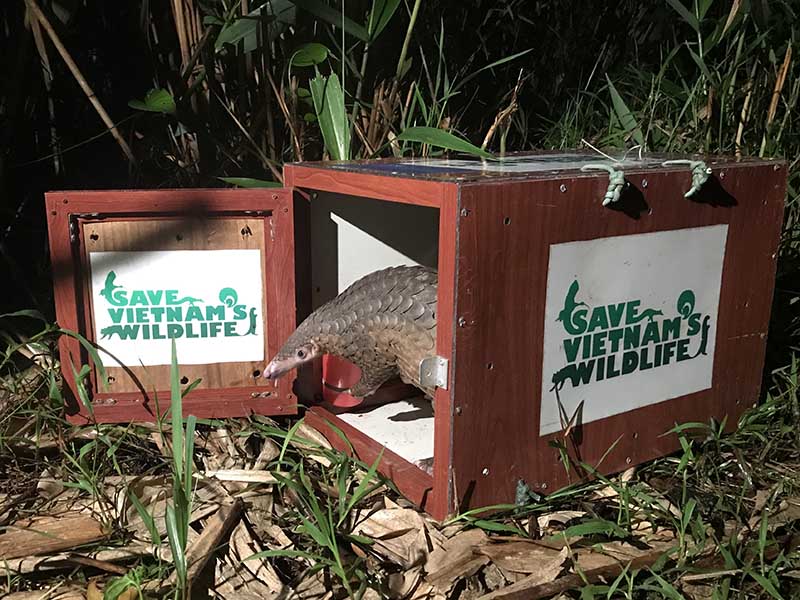 A pangolin being released, peeps its head from a box that reads 'Save Vietnam's Wildlife'