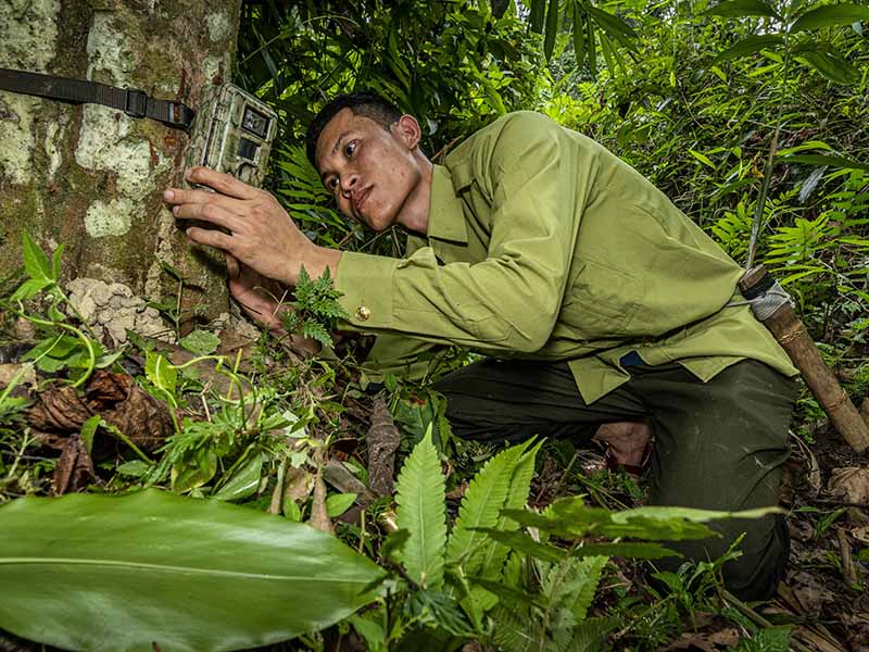 A ranger checks a camera trap strapped to a tree