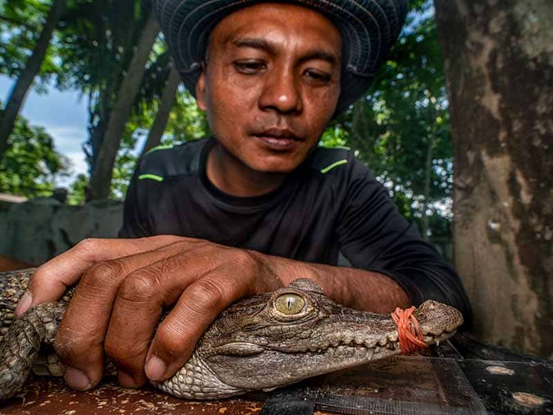 a man looking at a reptile