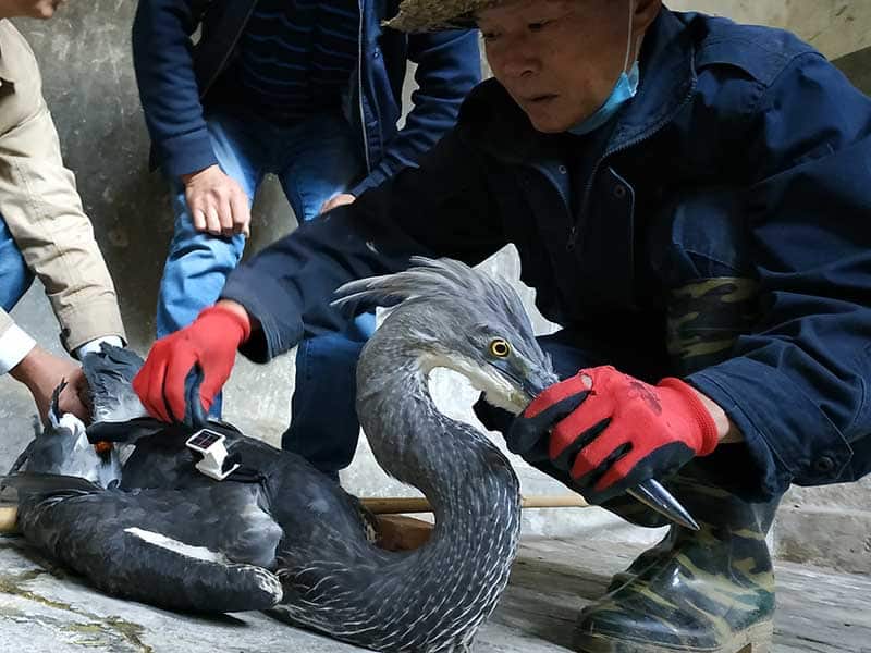 3 people helping a bird
