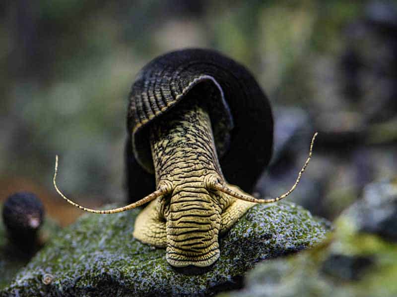 A Sulawesi snail, yellow skin with a dark shell, on a mossy rock