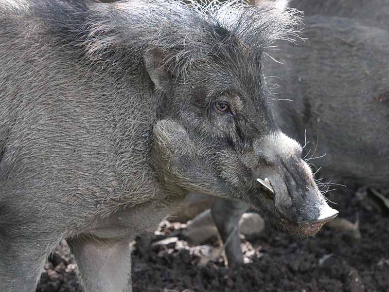A grey Visayan warty pig in mud