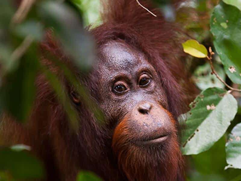 ape looking at the camera