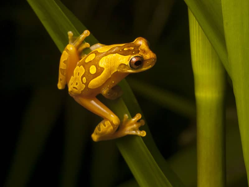 Hourglass frog © Robin Moore