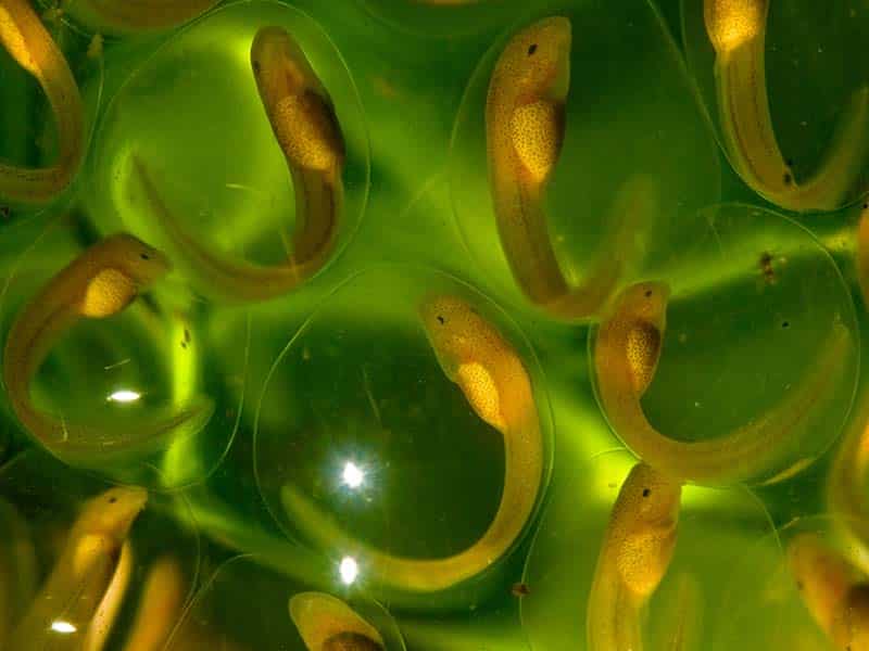 Glass frog eggs © Robin Moore