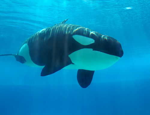 How can environmental films make an impact?